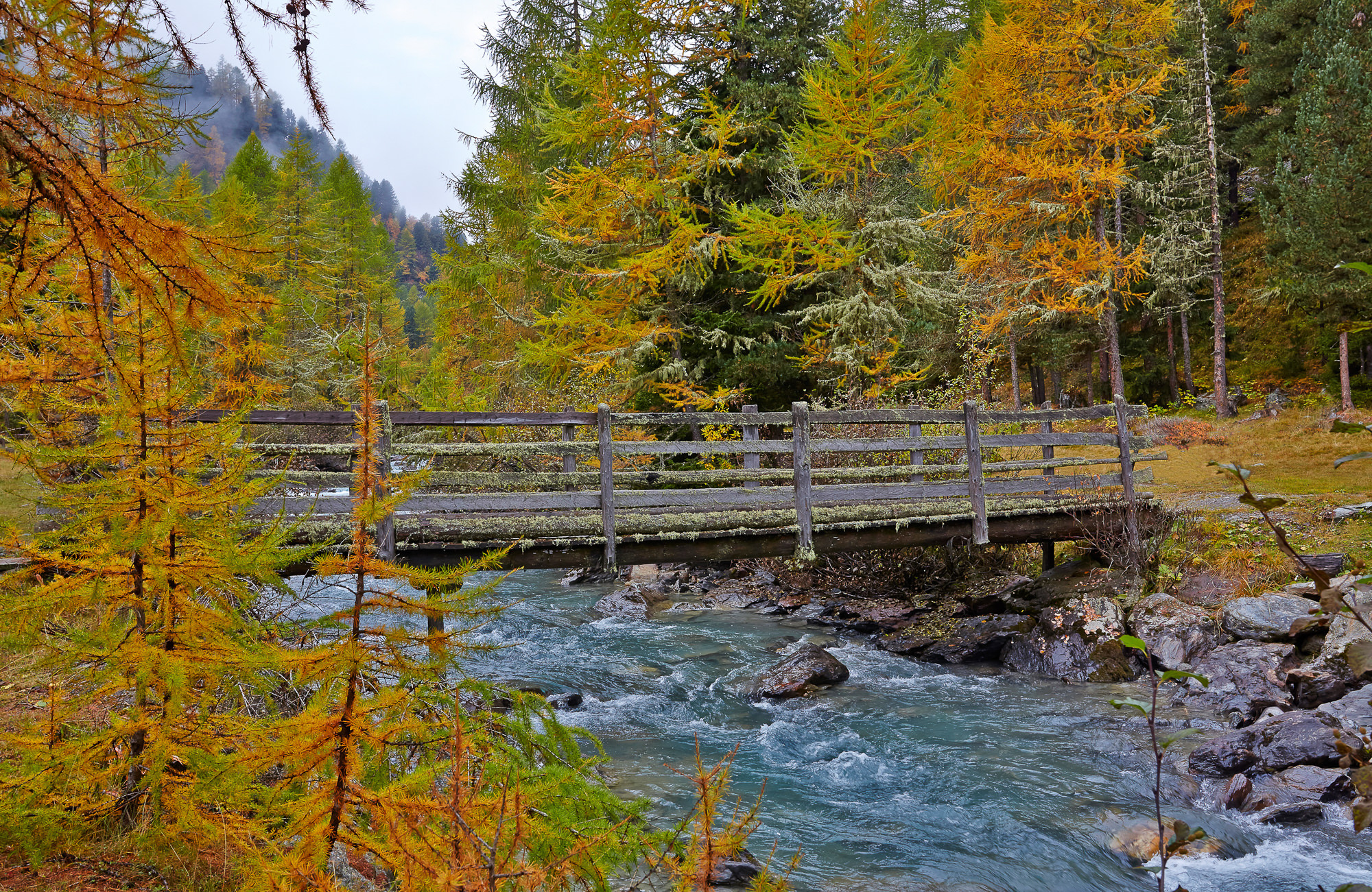 autumnal larch trees, South Tyrol